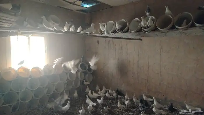 حمام فرنسي للبيع حدود 50 زوج 1