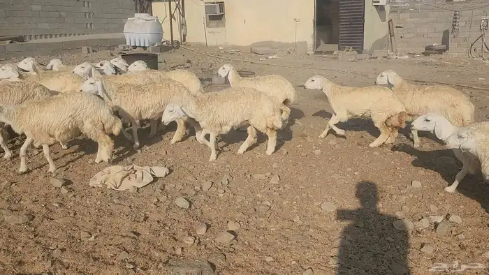 رخال مراح واحد طيبات بالحيل سمان فل مقفله معزوله 4