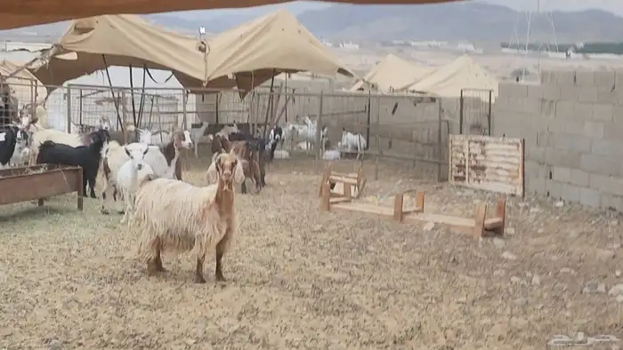 معزا مشروكات طيبات للقناي 19 معها 28 22