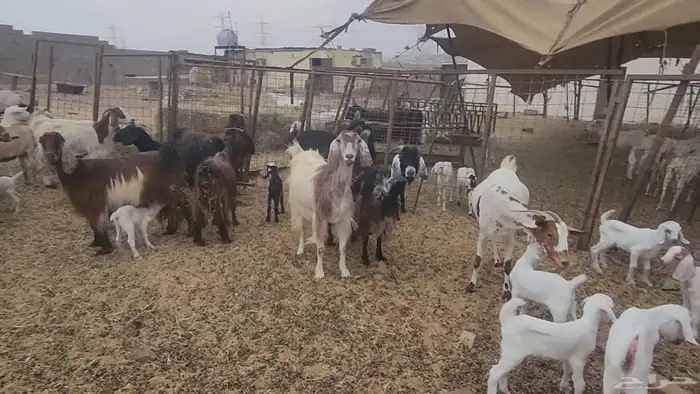 معزا مشروكات طيبات للقناي 19 معها 28 6