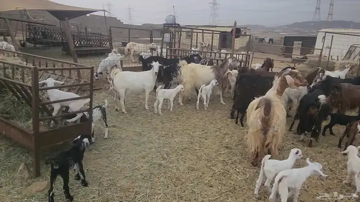 معزا مشروكات طيبات للقناي 19 معها 28 10