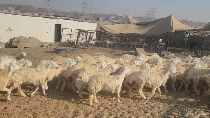 رخال مراح واحد طيبات بالحيل سمان فل مقفله معزوله 1