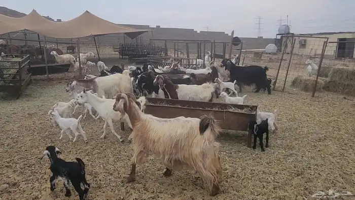 معزا مشروكات طيبات للقناي 19 معها 28 16