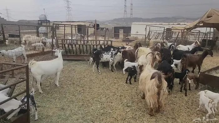 معزا مشروكات طيبات للقناي 19 معها 28 8