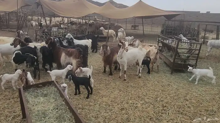 معزا مشروكات طيبات للقناي 19 معها 28 0