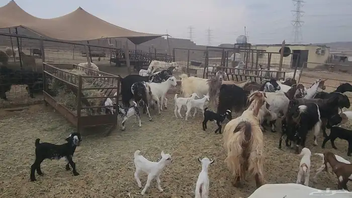 معزا مشروكات طيبات للقناي 19 معها 28 13