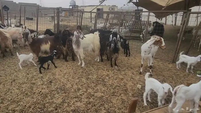 معزا مشروكات طيبات للقناي 19 معها 28 7