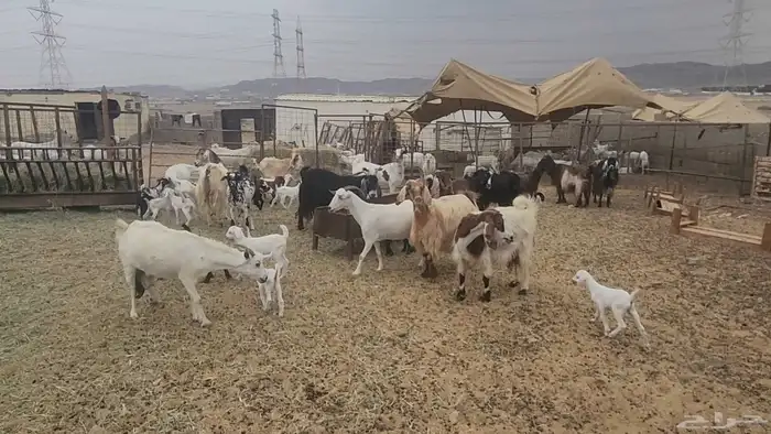 معزا مشروكات طيبات للقناي 19 معها 28 25