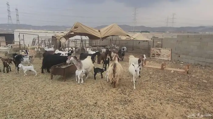 معزا مشروكات طيبات للقناي 19 معها 28 26