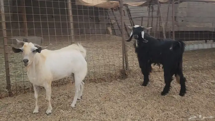 معزا مشروكات طيبات للقناي 19 معها 28 5