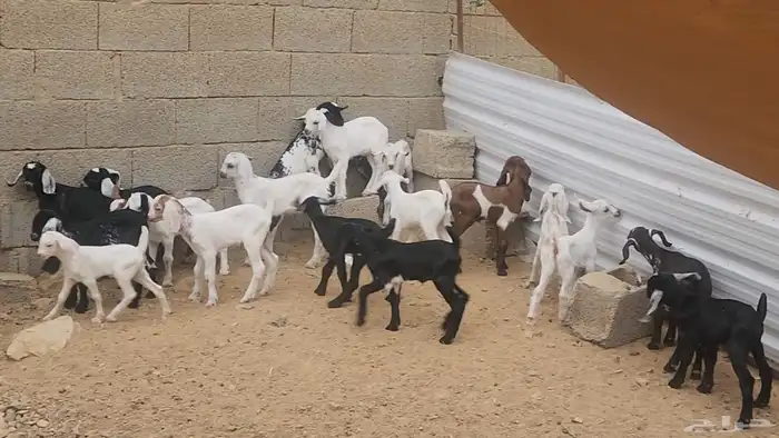 معزا مشروكات طيبات للقناي 19 معها 28 21