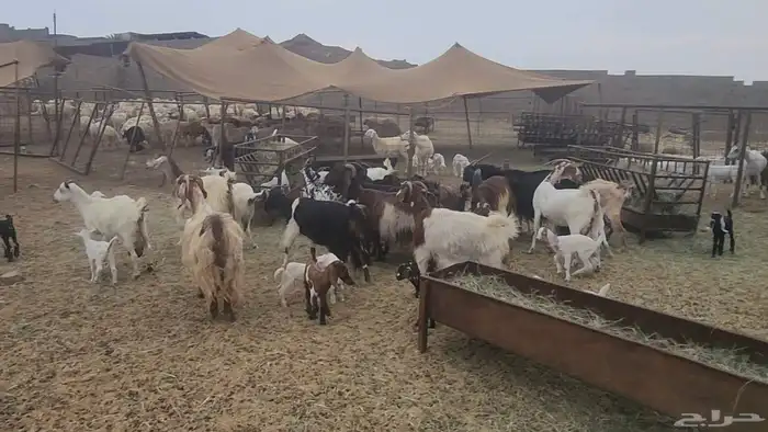 معزا مشروكات طيبات للقناي 19 معها 28 2