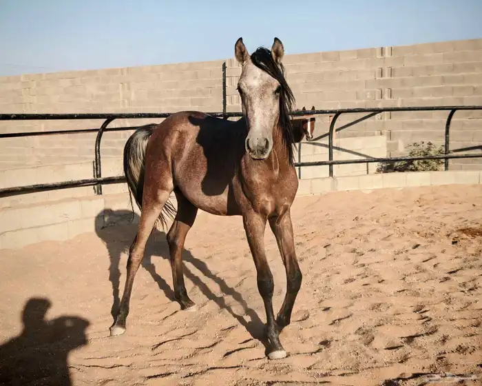 مهر شعبي للبيع 0