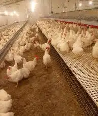 مطلوب دجاج امهات كمية كبيره 0