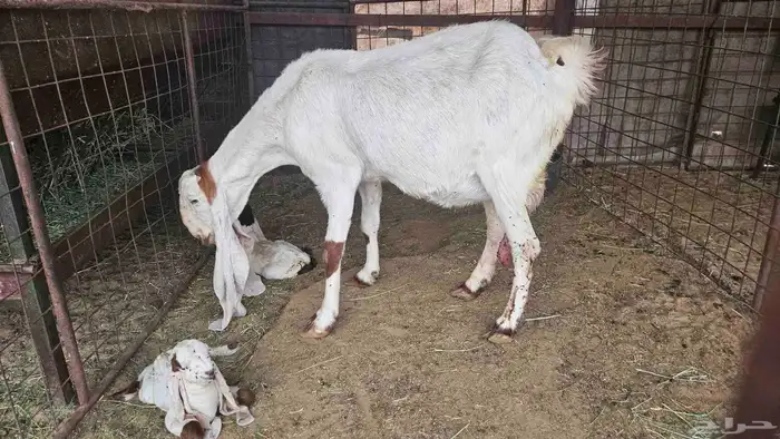 للبيع عنز حجازية معها تيس وجفره 1