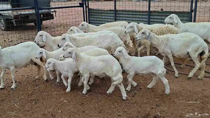 غنم حريات خلفات بهمها كبار 1