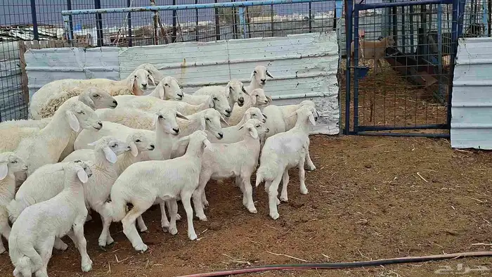 غنم حريات خلفات بهمها كبار 6