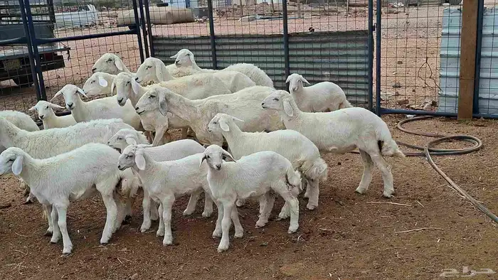 غنم حريات خلفات بهمها كبار 9