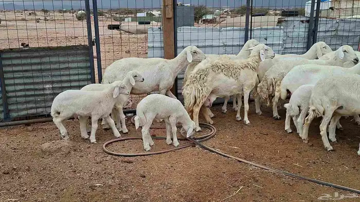 غنم حريات خلفات بهمها كبار 4