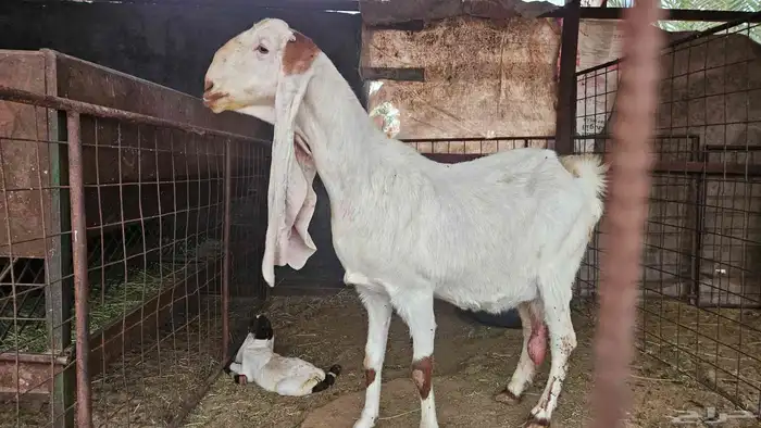 للبيع عنز حجازية معها تيس وجفره 2