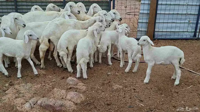 غنم حريات خلفات بهمها كبار 8