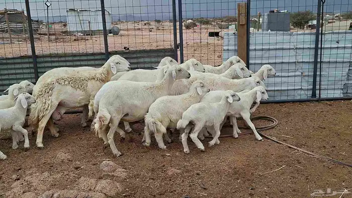 غنم حريات خلفات بهمها كبار 0