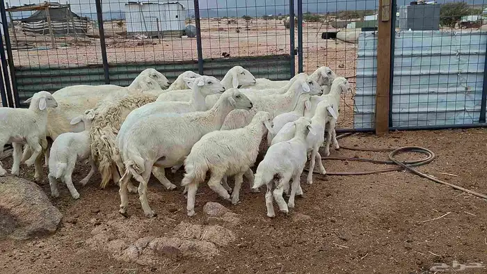 غنم حريات خلفات بهمها كبار 3