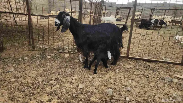 معزا مشروكات طيبات للقناي 19 معها 28 20