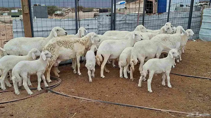 غنم حريات خلفات بهمها كبار 5