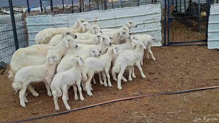 غنم حريات خلفات بهمها كبار 7