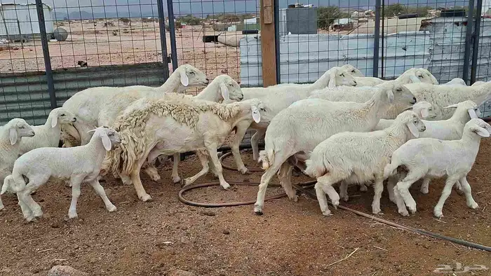 غنم حريات خلفات بهمها كبار 2