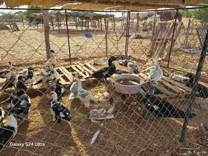 بط للبيع جملة وبالحبه 1