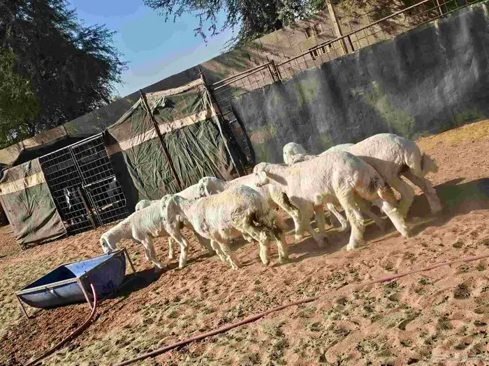 ذبايح مع التوصيل 3