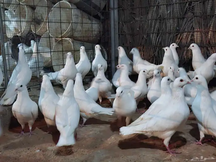 حمام فرنسي 4