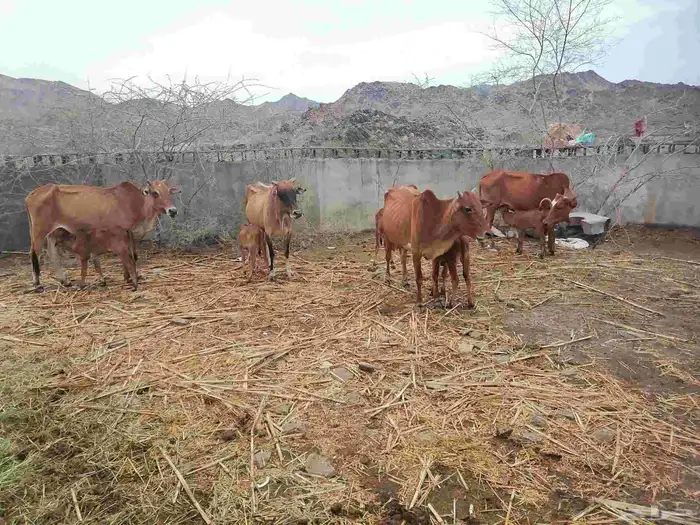 بقر للبيع. الموقع غرب الطحاحين 6