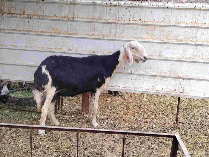 شاة نجدية دافع كفو 0