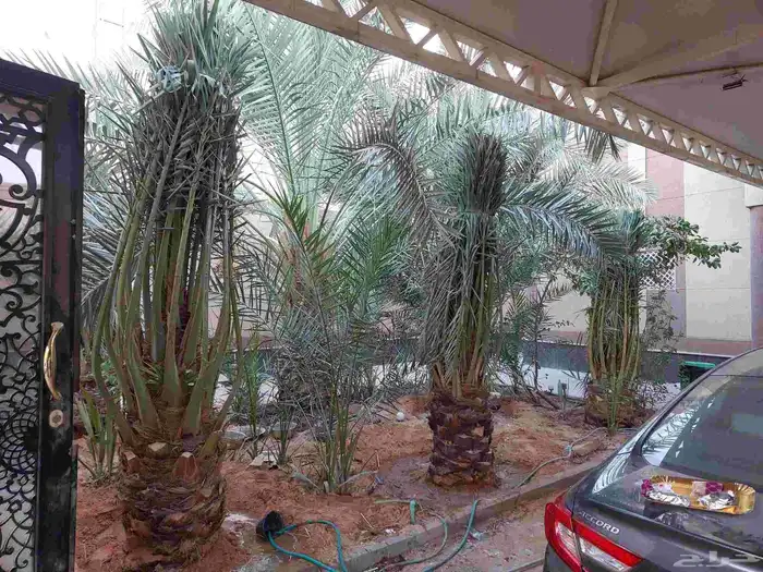 نخيل_مثمر_بجميع_انواعه_ومقاسته 8