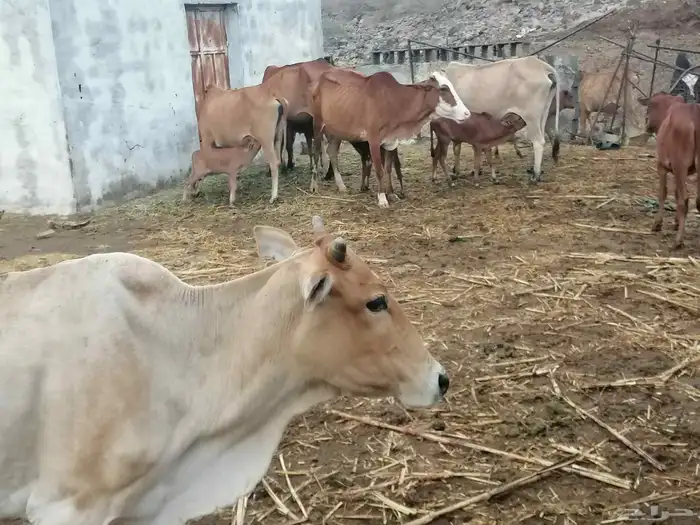 بقر للبيع. الموقع غرب الطحاحين 0