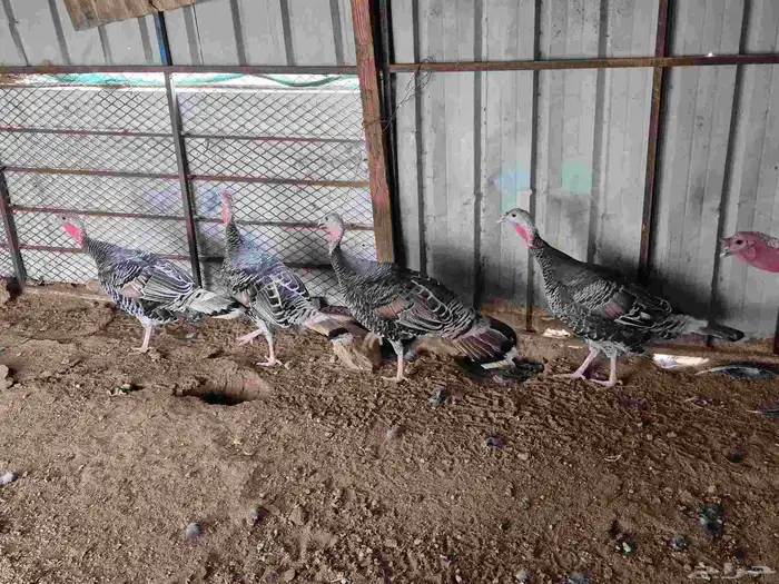 للبيع دجاج رومي العدد 5 3