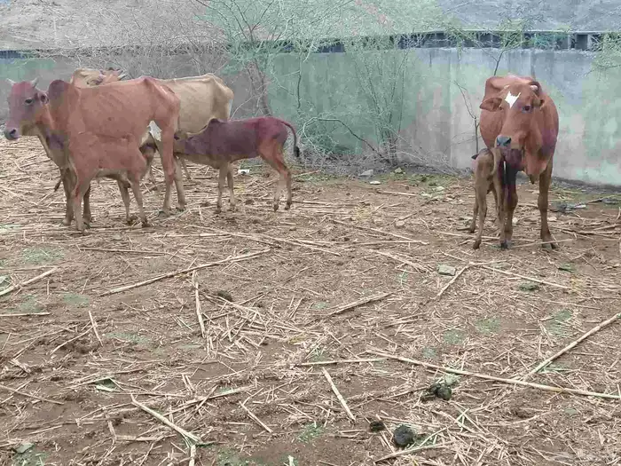 بقر للبيع. الموقع غرب الطحاحين 1