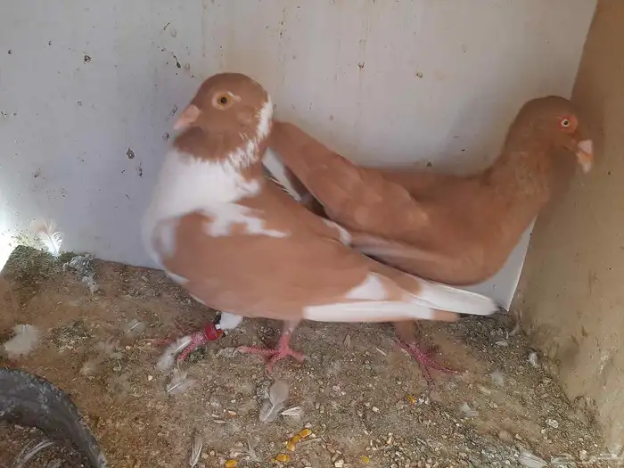 عرض طيور شاميه 4