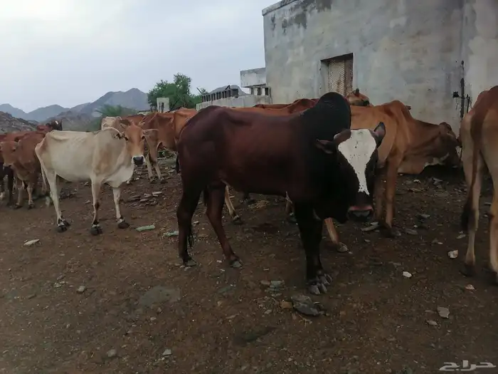 بقر للبيع. الموقع غرب الطحاحين 3