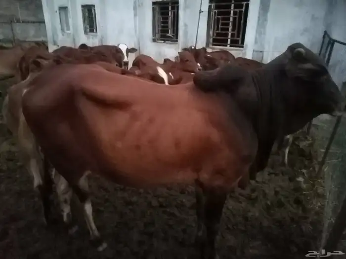 بقر للبيع. الموقع غرب الطحاحين 2