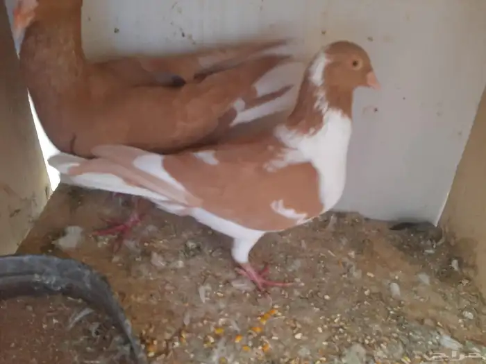 عرض طيور شاميه 3