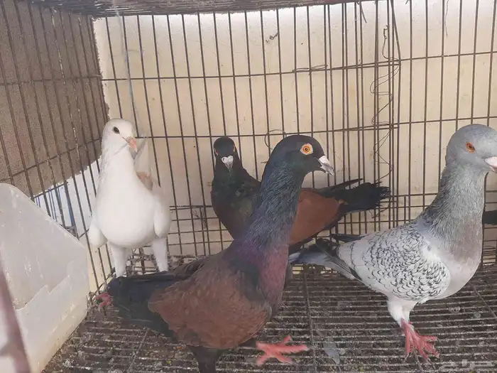 عرض طيور شاميه 6