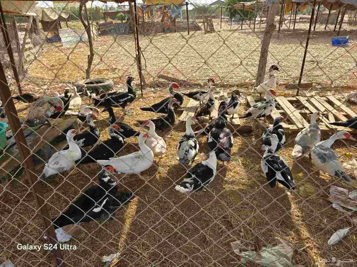 بط للبيع جملة وبالحبه 2