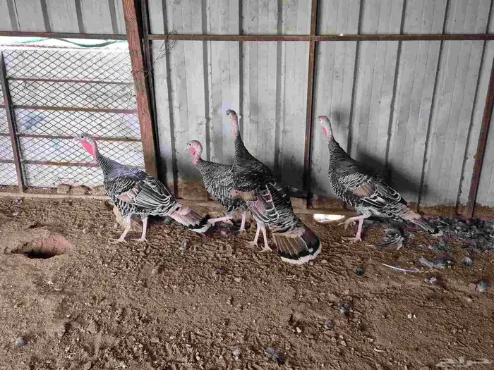 للبيع دجاج رومي العدد 5 9