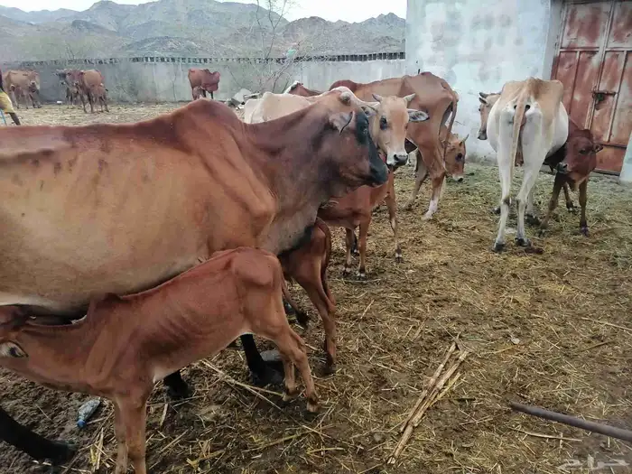 بقر للبيع. الموقع غرب الطحاحين 5