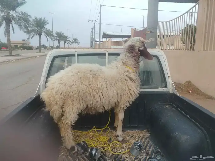 السلام عليكم عندنا طلي العمر جذع 0