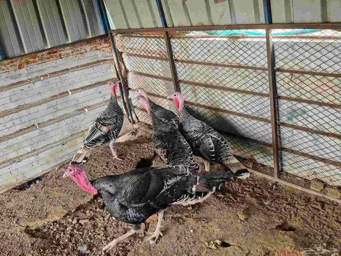 للبيع دجاج رومي العدد 5 1